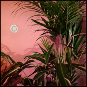 Beaty Heart - Mixed Blessings in the group OTHER / Övrigt /  at Bengans Skivbutik AB (1049644)