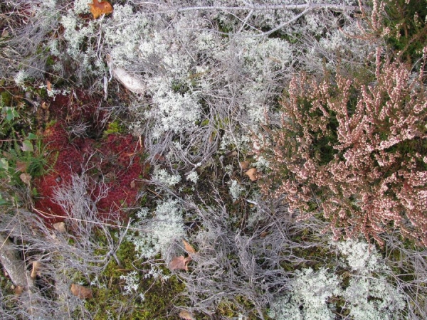 Fursaxa - Mycorrhizae Realm in the group CD / Bestsellers at Bengans Skivbutik AB (1171964)