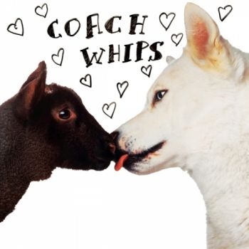Coachwhips - Bangers Vs Fuckers in the group VINYL / Rock at Bengans Skivbutik AB (1270753)