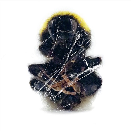 Deadbeat - Walls And Dimensions in the group VINYL / Dans/Techno at Bengans Skivbutik AB (1554385)