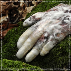 Antwood - Virtuous.Scr. in the group CD / Pop-Rock at Bengans Skivbutik AB (1910058)