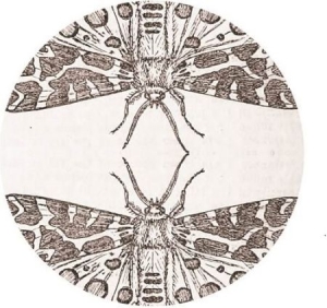 Jute Gyte - Sparrow in the group VINYL / Rock at Bengans Skivbutik AB (2400200)