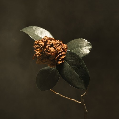 St. Paul & The Broken Bones - Young Sick Camellia in the group CD / Pop at Bengans Skivbutik AB (3302170)