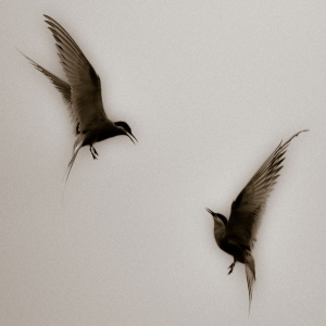 Red Mecca - Every1's A Winner in the group VINYL / Dance-Techno at Bengans Skivbutik AB (3596654)