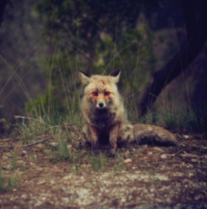 Winterpills - Love Songs in the group VINYL / Pop-Rock at Bengans Skivbutik AB (3744361)