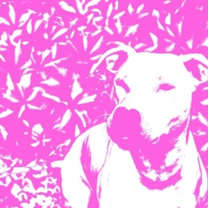 Jenna And The Pups & Hirs Collectiv - Split in the group VINYL / Pop-Rock at Bengans Skivbutik AB (3841411)