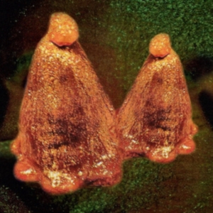 Black To Comm - Oocyte Oil & Stolen Androgens in the group CD / Pop-Rock at Bengans Skivbutik AB (3905510)