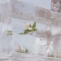 Efterklang - Windflowers (Clear Vinyl) in the group VINYL / Rock at Bengans Skivbutik AB (4027041)