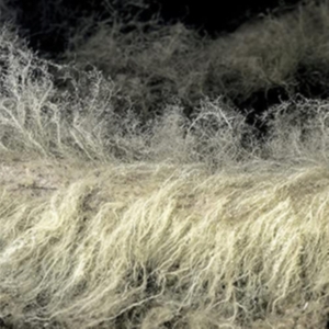 Bauchet Lyonel - Diver in the group CD / Pop-Rock at Bengans Skivbutik AB (4036683)