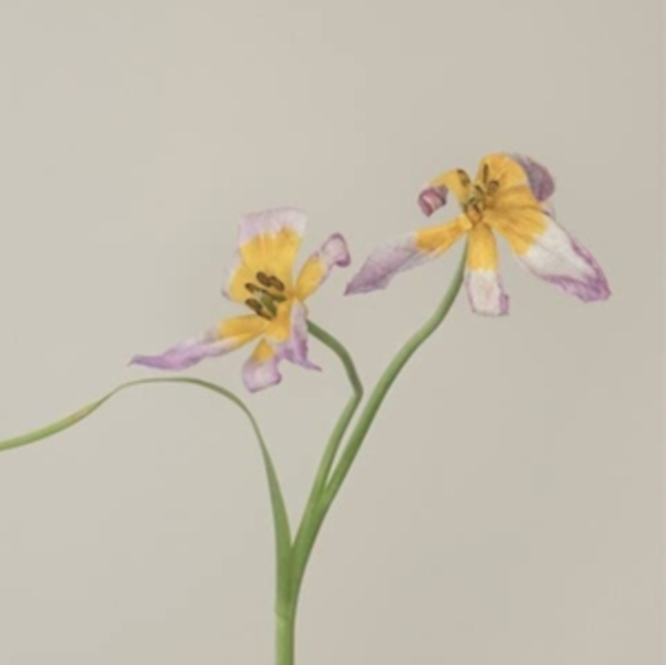 Bakker Anne / Rene Aquariu - Hallucine in the group CD / Bestsellers at Bengans Skivbutik AB (4061297)