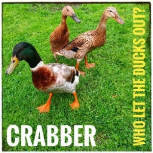 Crabber - Who Let The Ducks Out? in the group CD / Rock at Bengans Skivbutik AB (4077055)