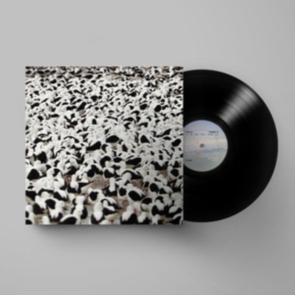 Stella Donnelly - Flood in the group VINYL / Rock at Bengans Skivbutik AB (4164583)
