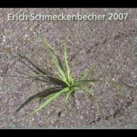 Schmeckenbecher Erich - 2007 in the group CD / Hårdrock,Pop-Rock at Bengans Skivbutik AB (4265384)