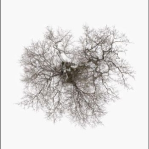 John Metcalfe - Tree in the group VINYL / World Music at Bengans Skivbutik AB (4285563)
