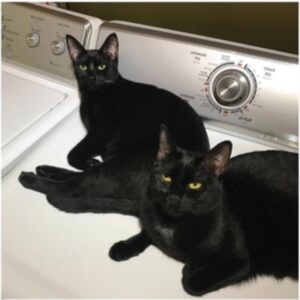 Prekop Sam & John Mcentire - Sons Of in the group OTHER / Övrigt /  at Bengans Skivbutik AB (4296260)