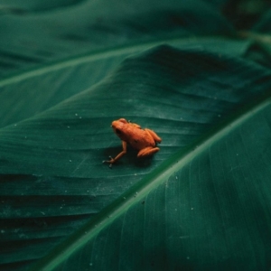 Ingredient - Ingredient in the group VINYL / Pop-Rock at Bengans Skivbutik AB (4303775)