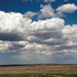 Fruit Bats - Tripper (Deluxe Reissue, White Viny in the group OTHER / Övrigt / at Bengans Skivbutik AB (5517054)