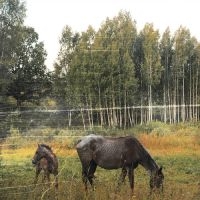 Pianos Become The Teeth - Old Pride (Forest Green Vinyl) in the group OUR PICKS / Frontpage - Vinyl New & Forthcoming at Bengans Skivbutik AB (5520747)