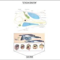 Sun Araw - Cetacean Sensation in the group OUR PICKS / Friday Releases / Friday the 28th of June 2024 at Bengans Skivbutik AB (5550000)