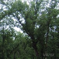 Julianna Barwick - The Magic Place in the group VINYL / Pop-Rock at Bengans Skivbutik AB (5576104)