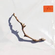 Harvey Pj - Split Seams/Vikt Hörn I Inside The Old Year Dying in the group VINYL / Pop-Rock at Bengans Skivbutik AB (5587941)