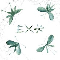 Exo - Exo in the group OUR PICKS / Friday Releases / 2025-04-11 at Bengans Skivbutik AB (5589714)