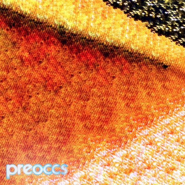Preoccupations - Mur/Ponr (Yellow Vinyl) in the group OUR PICKS / Friday Releases / 2025-10-10 at Bengans Skivbutik AB (5639155)