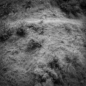 Tivel Anna - Animal Poem in the group OUR PICKS / Friday Releases / 2025-11-14 at Bengans Skivbutik AB (5644294)