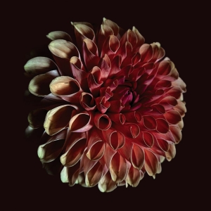 Jessica Moss - Unfolding in the group VINYL / Upcoming releases / Dance-Techno at Bengans Skivbutik AB (5646857)