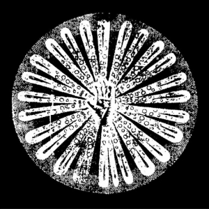 Filhos - Vol.2 in the group Nyheter / Pop-Rock at Bengans Skivbutik AB (5648363)