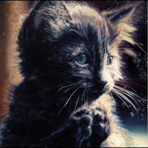 Perzeptiverdampfkesselqualmtbesinnl - Pussy Disco in the group CD / Upcoming releases / Pop-Rock at Bengans Skivbutik AB (5656575)