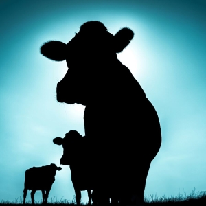 Singülar - Singülar in the group CD / Upcoming releases / Jazz at Bengans Skivbutik AB (5657746)