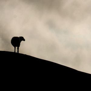 Hyacinthuset - Gå (Vänd Inte Om) (Yellow Vinyl LP - incl. 12 page booklet) in the group Labels / Lekrummet at Bengans Skivbutik AB (5665066)