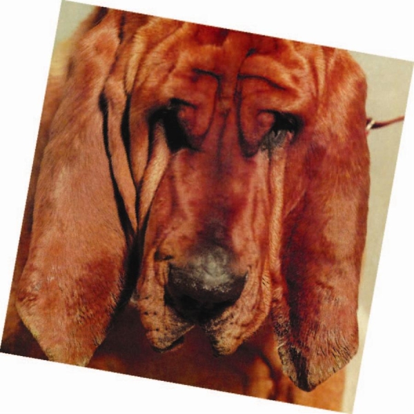 Segall Ty - Goodbye Bread in the group CD / Bestsellers at Bengans Skivbutik AB (658922)