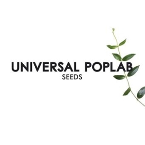 Universal Poplab - Seeds in the group CD / Pop at Bengans Skivbutik AB (674055)