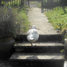 Pilote - Slowdown: Epilogue