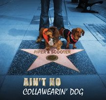 Piper & Scooter - Ain't No Collawearin' Dog