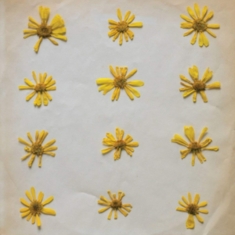 Molochs - Flowers In The Spring