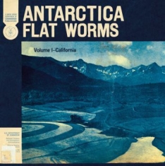 Flat Worms - Antarctica