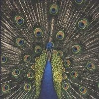 Bluetones - Expecting To Fly