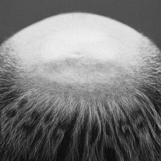 Vasas Flora Och Fauna - Berg I Dagen