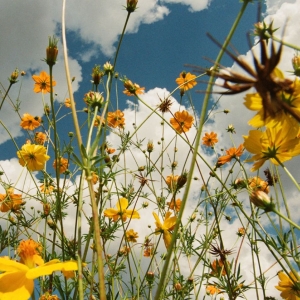 Tasha - You Are Spring! (Ltd. Yellow Wildfl