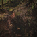 Baptists - Bloodmines Baptists - Bloodmines