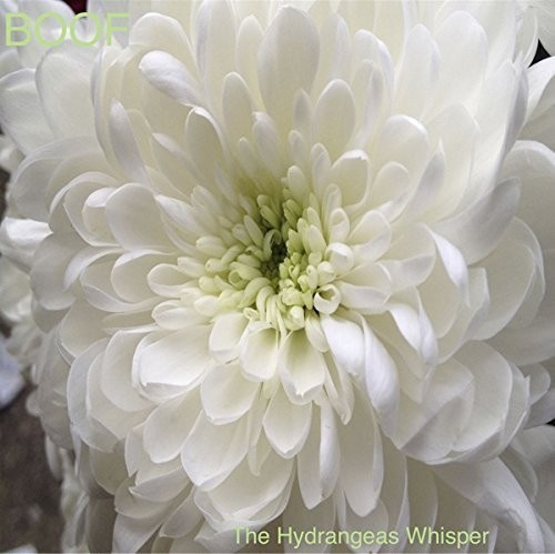 Boof - Hydrangeas Whisper