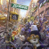 Michael Giacchino - Zootopia Michael Giacchino - Zootopia