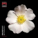 Various - Magnificat Various - Magnificat
