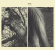 Susanna - Wild Dog Susanna - Wild Dog