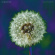 Bevis Frond The - Focus On Nature Bevis Frond The - Focus On Nature