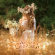 Ataraxia - Centaurea (Gold Vinyl Lp) Ataraxia - Centaurea (Gold Vinyl Lp)