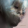 Kedr Livanskiy - Myrtus Myth (Limited Swamp Pearl Vi Kedr Livanskiy - Myrtus Myth (Limited Swamp Pearl Vi